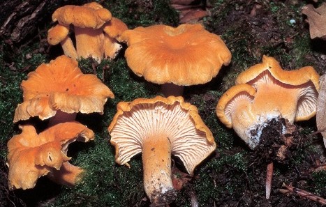 Questo Fungo appartiene alla specie Cantharellus