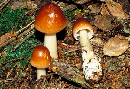 Questo Fungo appartiene alla specie Amanita