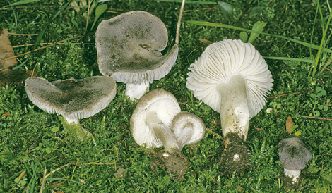 Questo Fungo appartiene alla specie Tricholoma