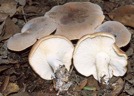 Questo Fungo appartiene alla specie Leucopaxillus