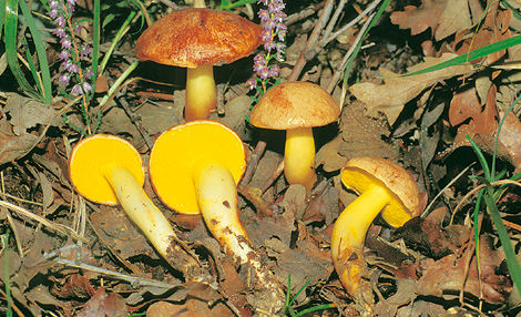 Questo Fungo appartiene alla specie Boletus