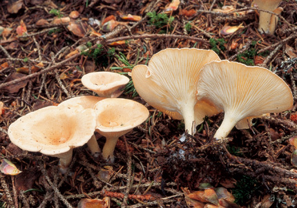 Questo Fungo appartiene alla specie Clitocybe