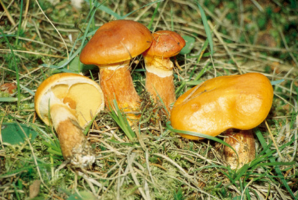 Questo Fungo appartiene alla specie Boletus