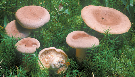 Questo Fungo appartiene alla specie Lactarius