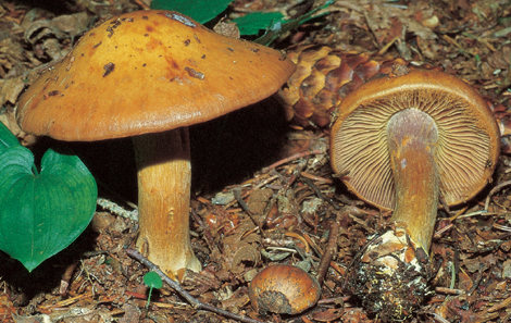 Questo Fungo appartiene alla specie Cortinarius