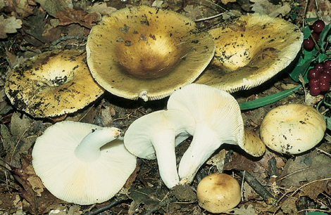 Questo Fungo appartiene alla specie Russula