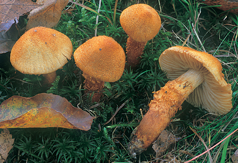 Questo Fungo appartiene alla specie Cortinarius