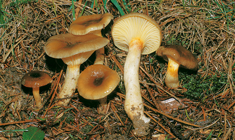 Questo Fungo appartiene alla specie Hygrophorus