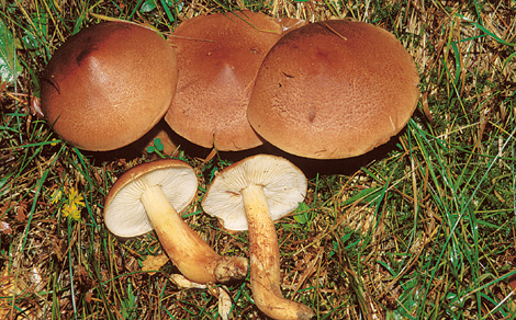 Questo Fungo appartiene alla specie Tricholoma