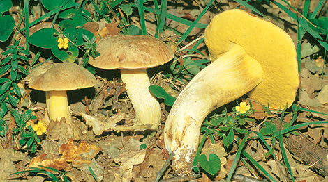 Questo Fungo appartiene alla specie Boletus