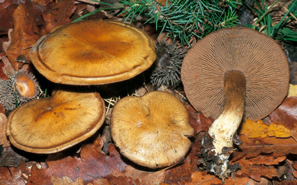 Questo Fungo appartiene alla specie Cortinarius