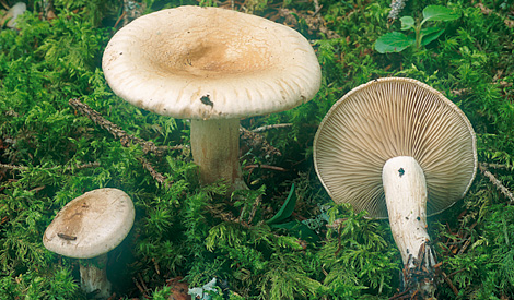 Questo Fungo appartiene alla specie Clitocybe