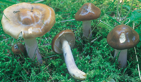 Questo Fungo appartiene alla specie Cortinarius