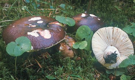 Questo Fungo appartiene alla specie Russula