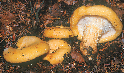 Questo Fungo appartiene alla specie Lactarius