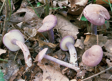 Questo Fungo appartiene alla specie Calocybe