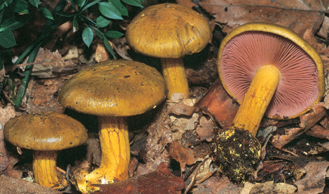 Questo Fungo appartiene alla specie Cortinarius