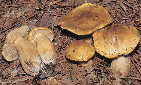 Questo Fungo appartiene alla specie Tricholoma