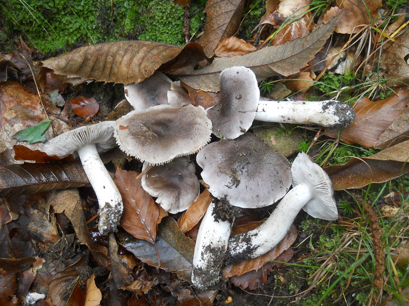 Questo Fungo appartiene alla specie Tricholoma