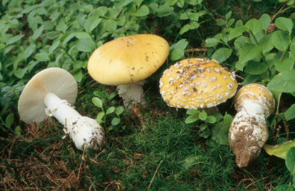 Questo Fungo appartiene alla specie Amanita