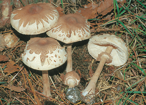 Questo Fungo appartiene alla specie Lepiota