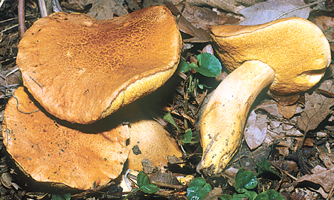 Questo Fungo appartiene alla specie Boletus