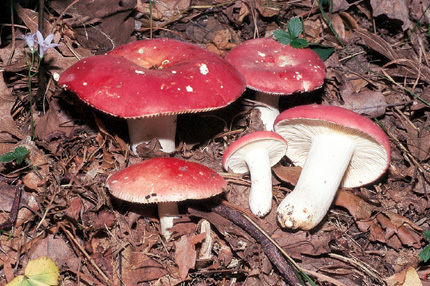 Questo Fungo appartiene alla specie Russula