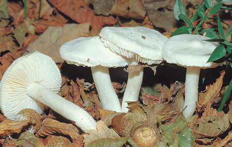 Questo Fungo appartiene alla specie Tricholoma