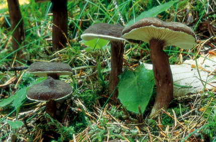 Questo Fungo appartiene alla specie Lactarius