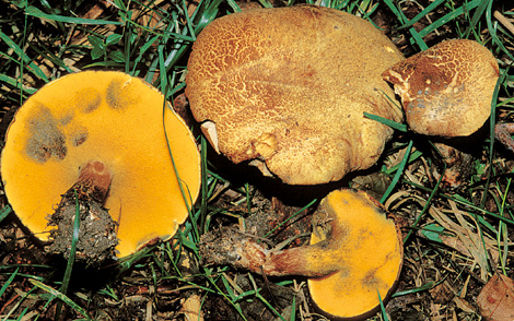 Questo Fungo appartiene alla specie Boletus