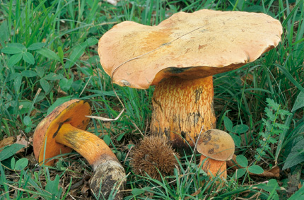 Questo Fungo appartiene alla specie Boletus