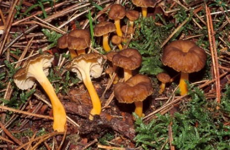 Questo Fungo appartiene alla specie Cantharellus