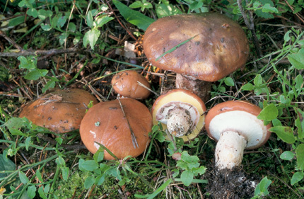 Questo Fungo appartiene alla specie Boletus