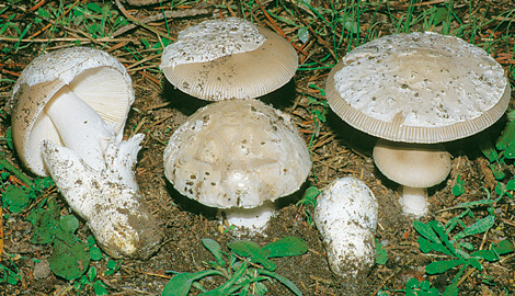 Questo Fungo appartiene alla specie Amanita