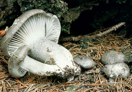 Questo Fungo appartiene alla specie Hygrophorus