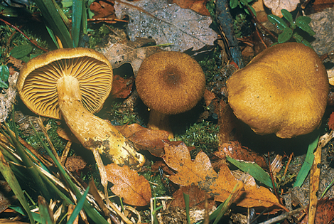 Questo Fungo appartiene alla specie Cortinarius