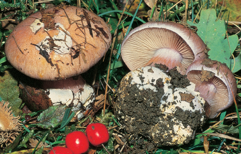 Questo Fungo appartiene alla specie Cortinarius