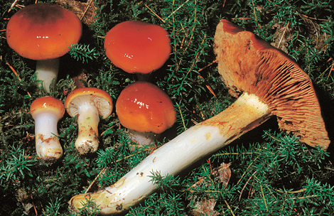 Questo Fungo appartiene alla specie Cortinarius