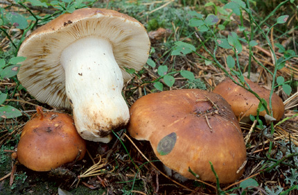 Questo Fungo appartiene alla specie Russula