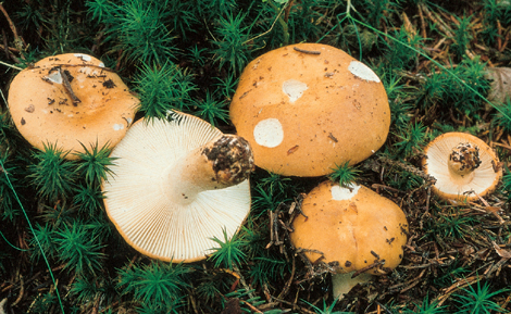 Questo Fungo appartiene alla specie Russula