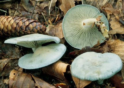 Questo Fungo appartiene alla specie Clitocybe