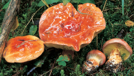 Questo Fungo appartiene alla specie Cortinarius