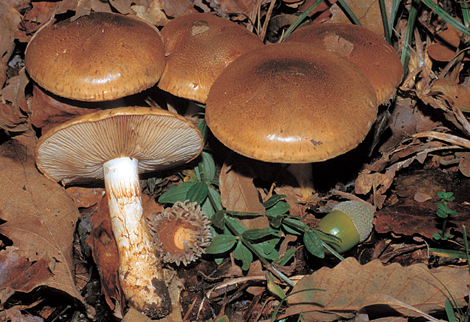 Questo Fungo appartiene alla specie Cortinarius