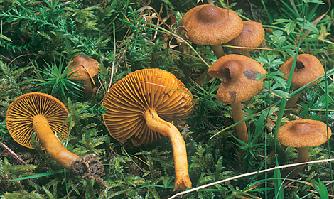 Questo Fungo appartiene alla specie Cortinarius