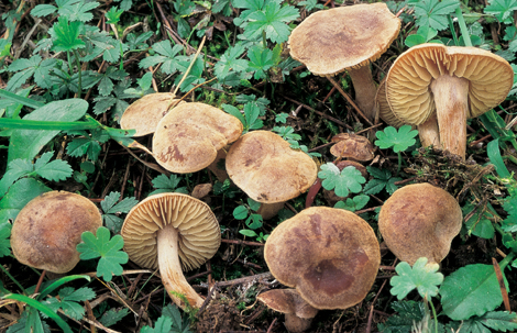 Questo Fungo appartiene alla specie Tricholoma