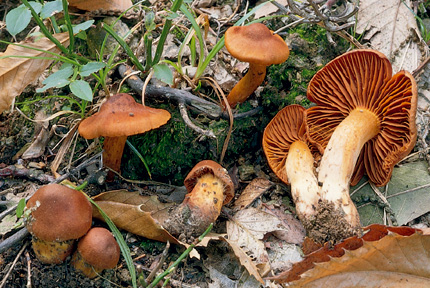 Questo Fungo appartiene alla specie Cortinarius