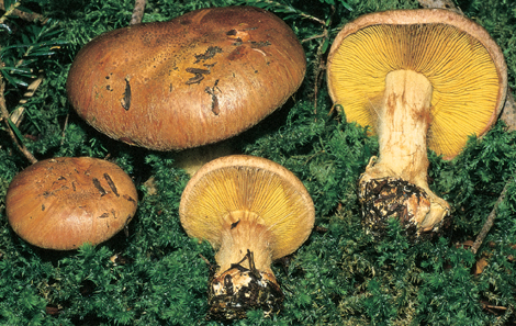 Questo Fungo appartiene alla specie Cortinarius