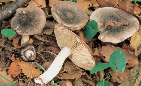 Questo Fungo appartiene alla specie Tricholoma