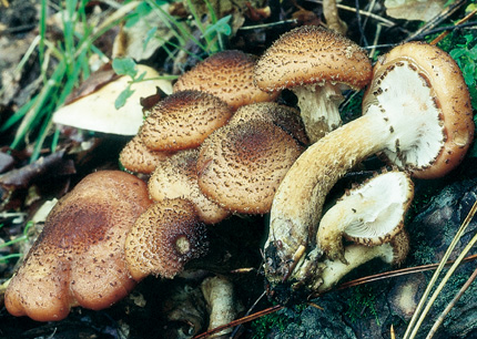 Questo Fungo appartiene alla specie Armillaria