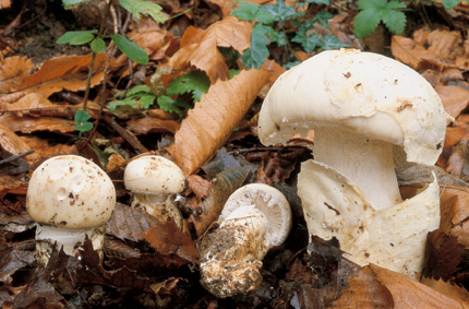 Questo Fungo appartiene alla specie Amanita